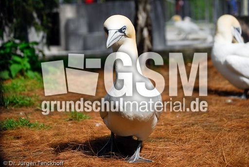 Basstölpel (18 von 24).jpg